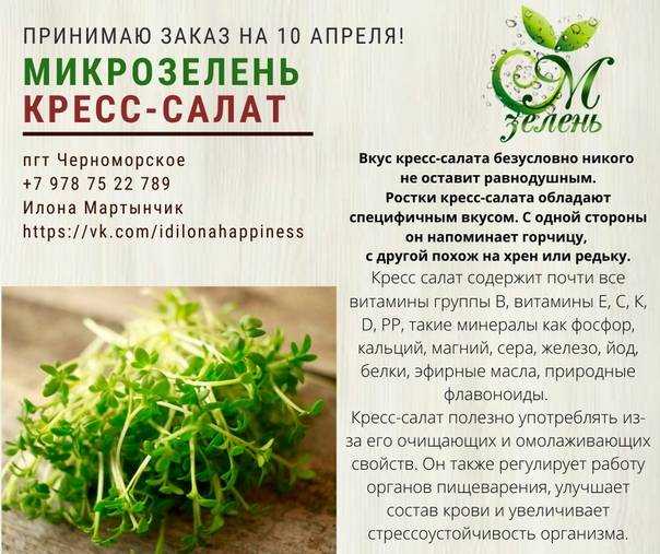 Руккола - калорийность, полезные свойства, польза и вред, описание