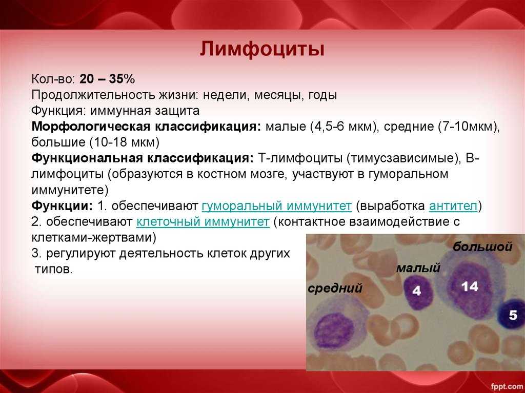Лимфоциты в крови: норма, повышенные и пониженные значения