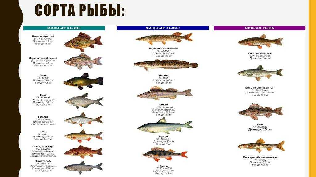 Диетическая рыба: польза, виды, сорта, характеристики