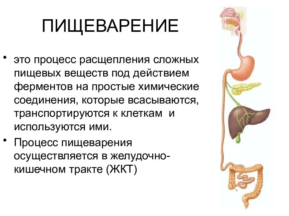 Какой цифрой на рисунке обозначен орган где заканчиваются процессы расщепление пищи ферментами