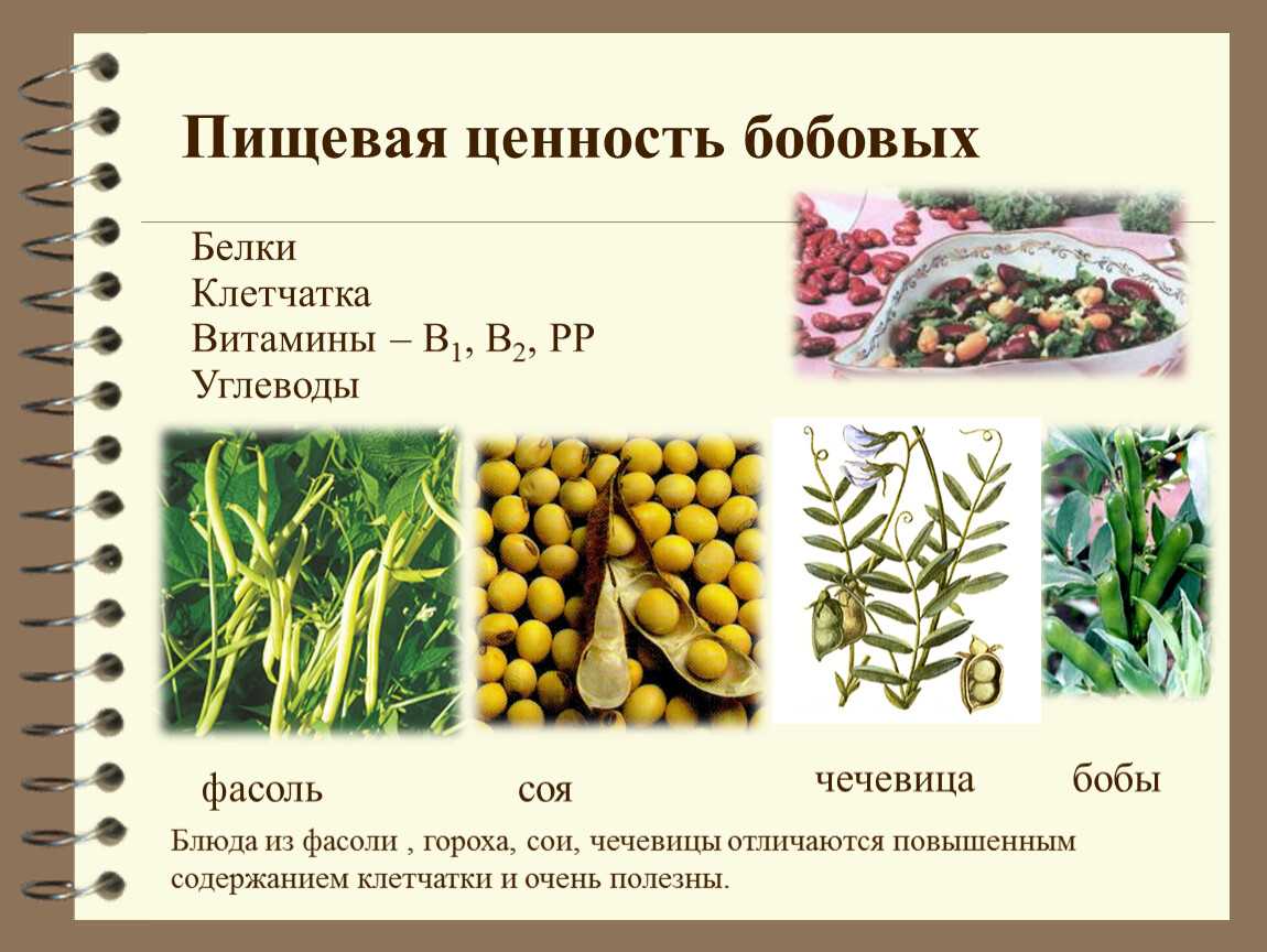 Бобовые список с фото продукты