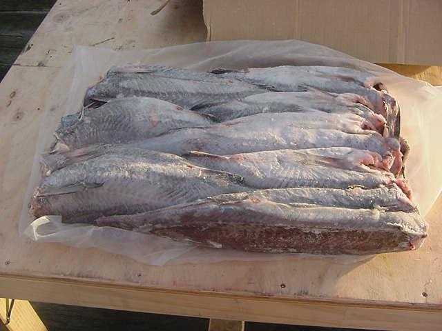 Макрурус: что это за рыба, фото, польза и вред, рецепты приготовления