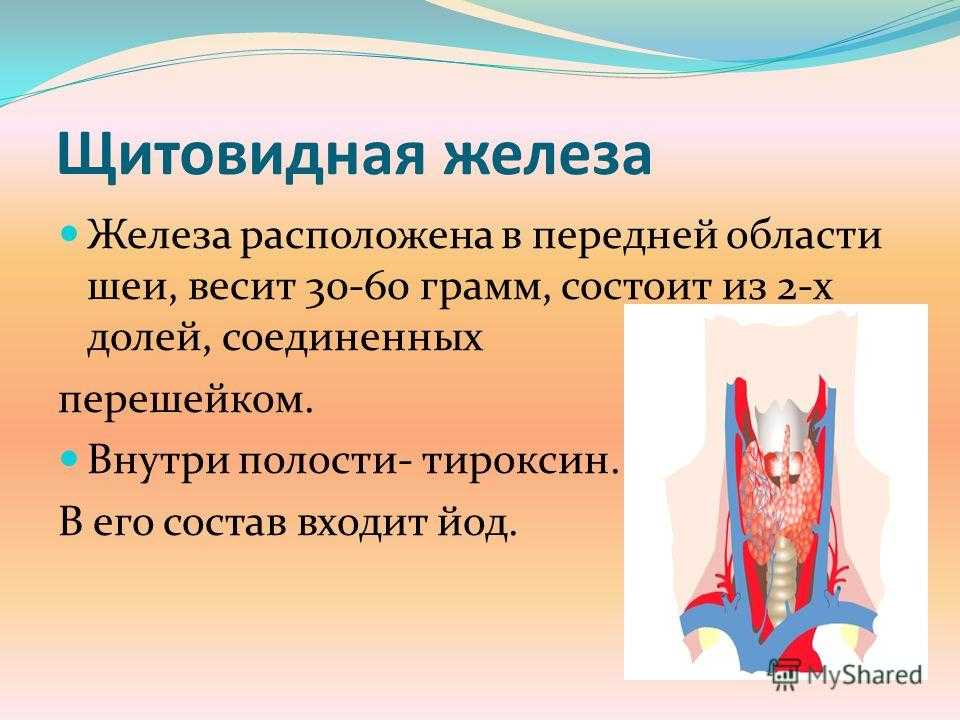 Щитовидная железа биология 8. Щитовидная железа презентация. Щитовидная железа презентация анатомия. Что регулирует щитовидная железа.