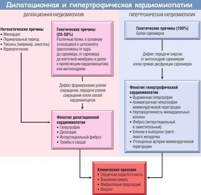 Глава 12. кардиомиопатии и миокардиты