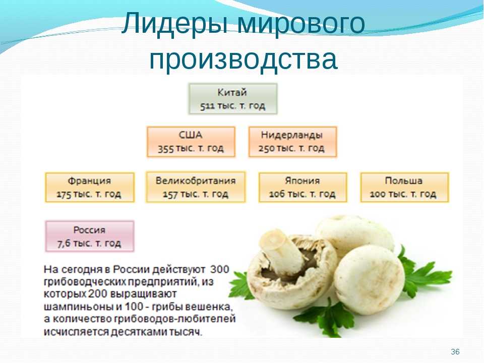 Шампиньоны от фр champignon – гриб – род агариковых грибов пластинчатого типа, обладающий противовоспалительным, антибактериальным и противоопухолевым действиями