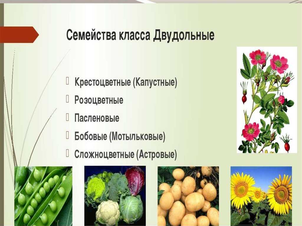 Салат