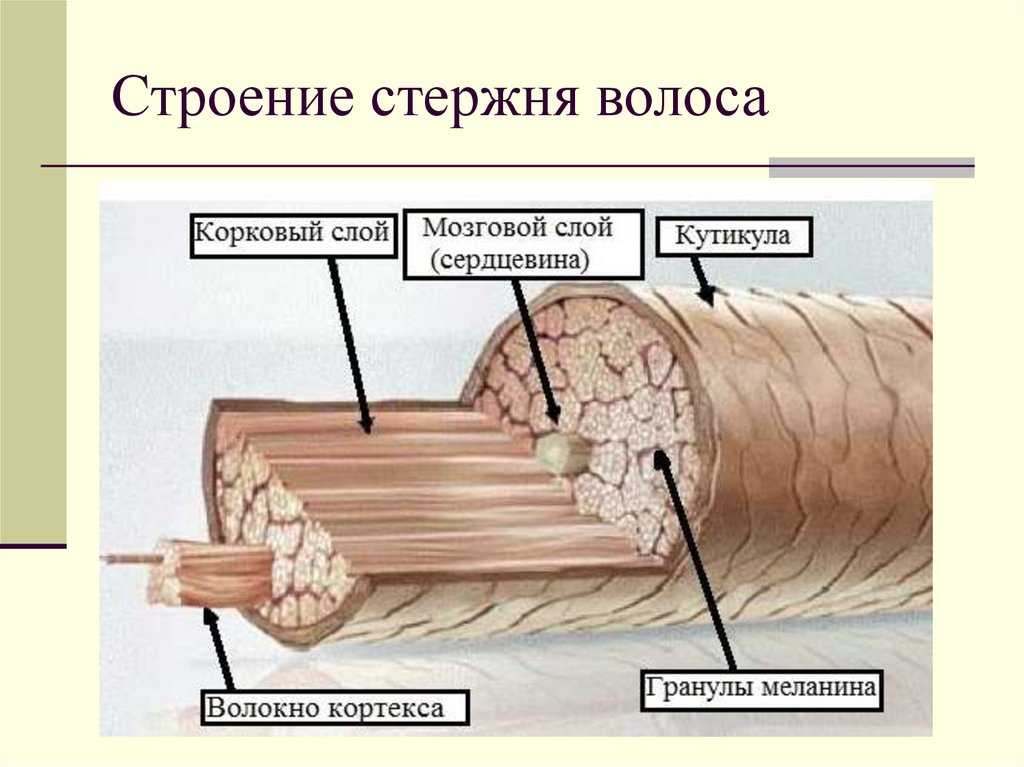 Строение волоса рисунок