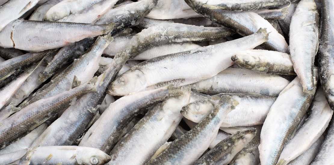 Рыба килька содержание полезных веществ, польза и вред, свойства, блюда