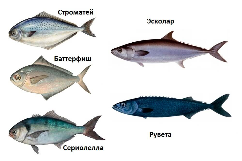 Промысловая рыба. названия, описания и виды промысловой рыбы | животный мир