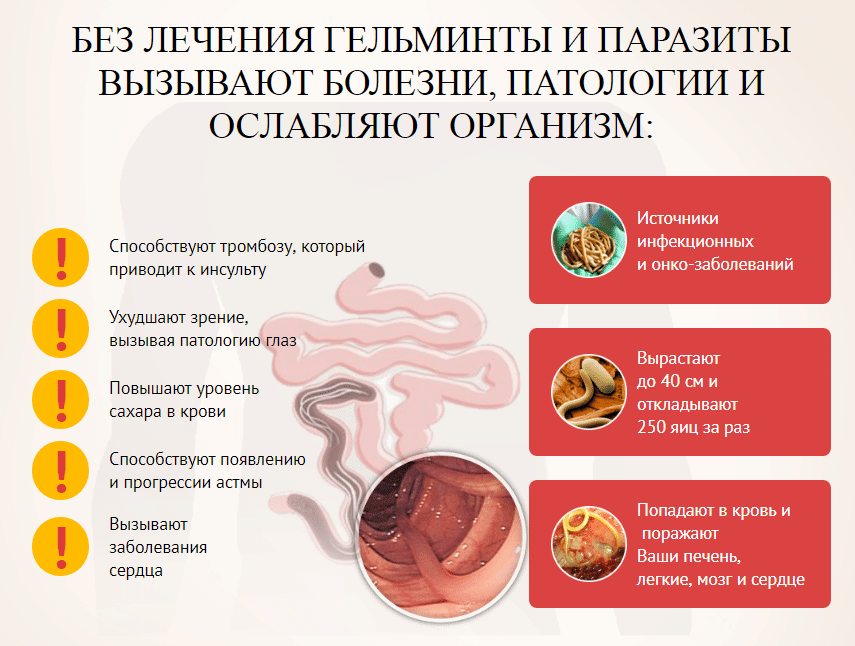 Аскарида