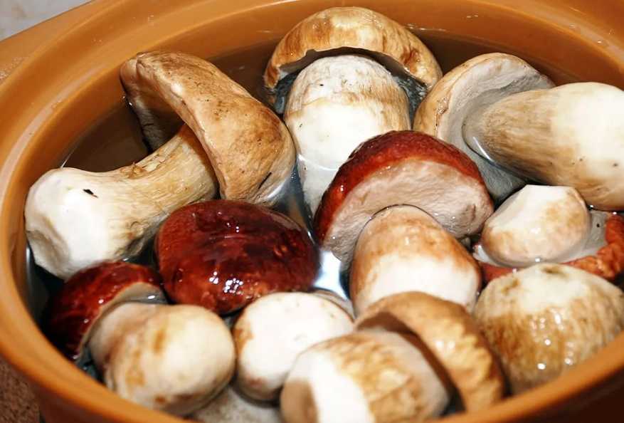 Калорийность грибов: польза и вред для организма