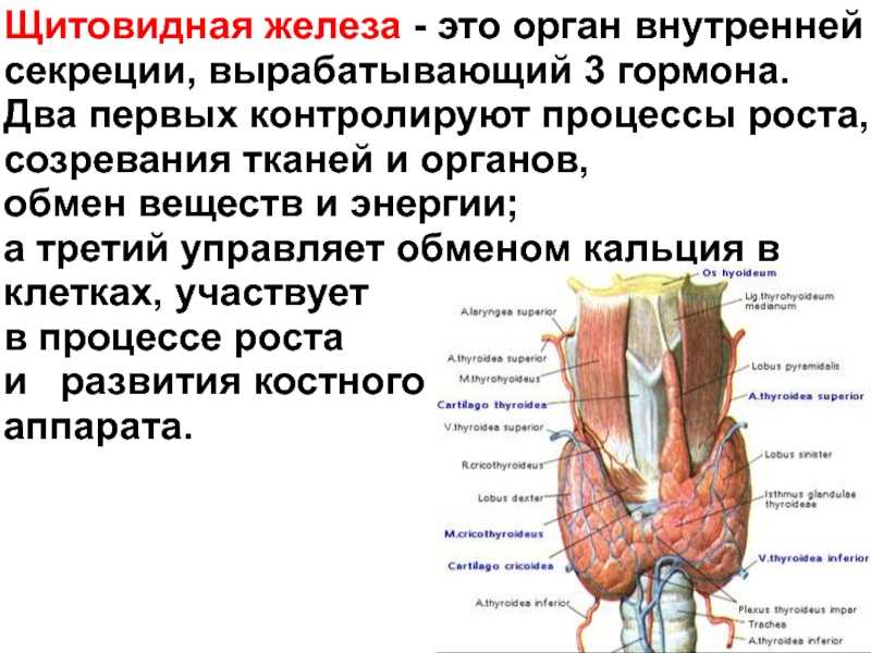 Лечение заболеваний щитовидной железы