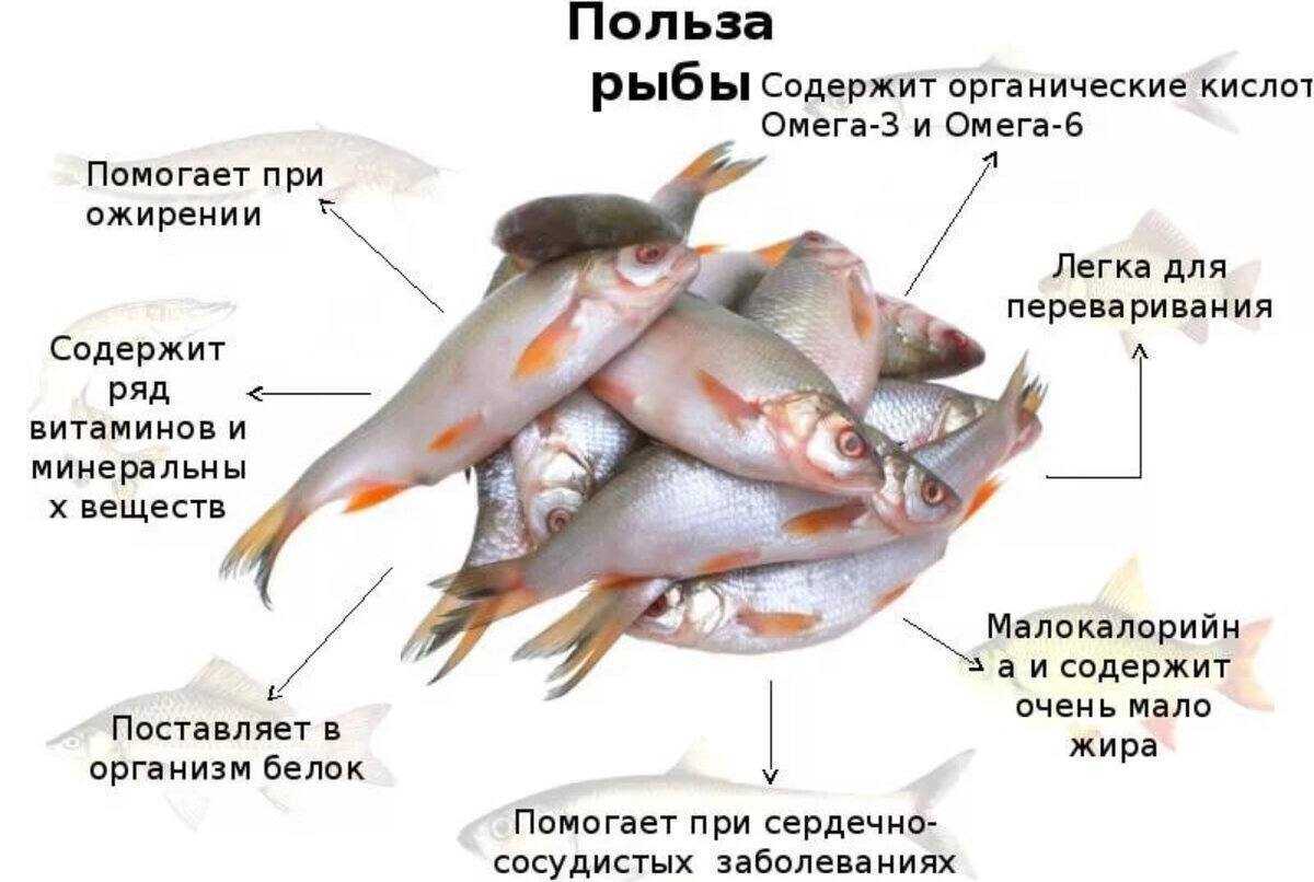 Карась – род рыб семейства карповых Различают три вида карасей: серебряный, золотой и обыкновенный
