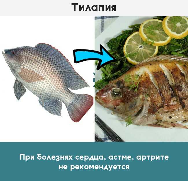 Чем полезна и вредна рыба тилапия для организма человека