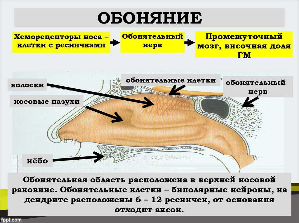 Обоняние какое. Презентация орган обоняния и осязания 8 класс. Орган обоняния осязания вкуса урок 8 класс. Органы осязания обоняния вкуса конспект кратко. Обоняние и осязание у креветки.