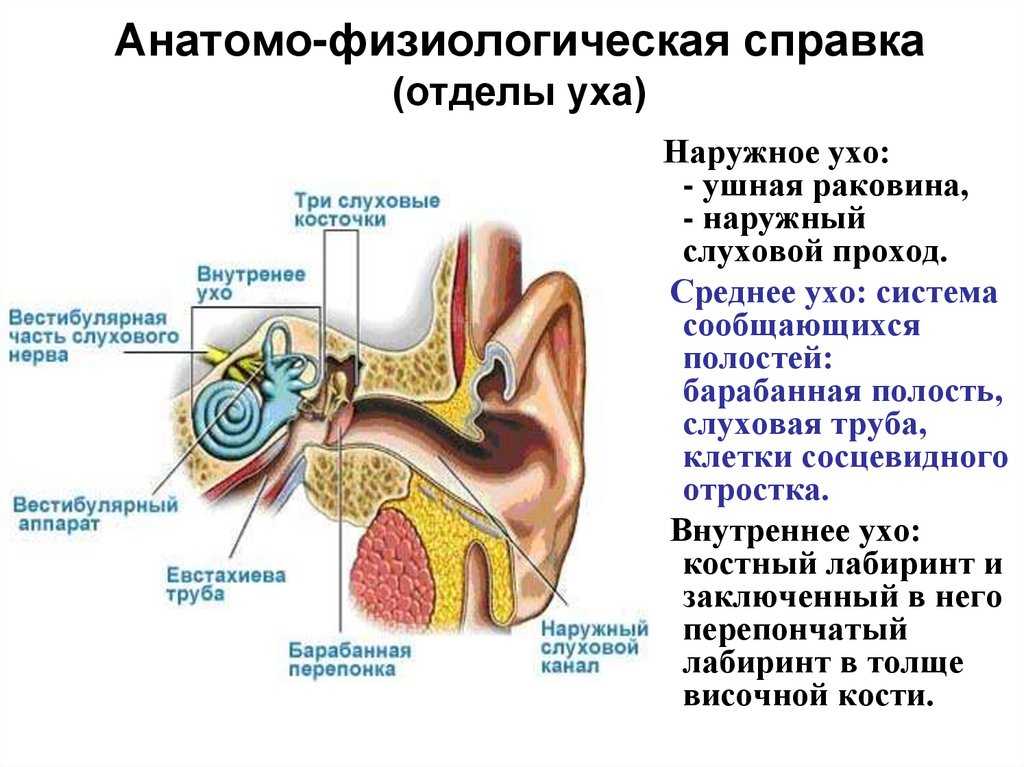 Строение и функции среднего уха